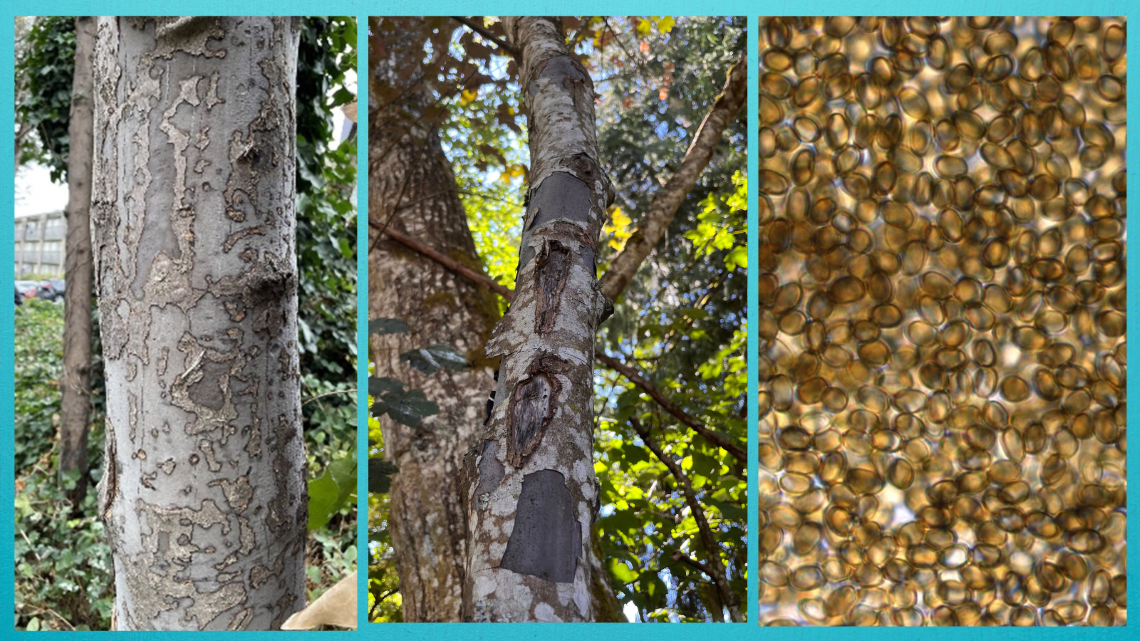 Gros plan de marbrures sur un tronc d’arbre causées par la maladie de la suie.