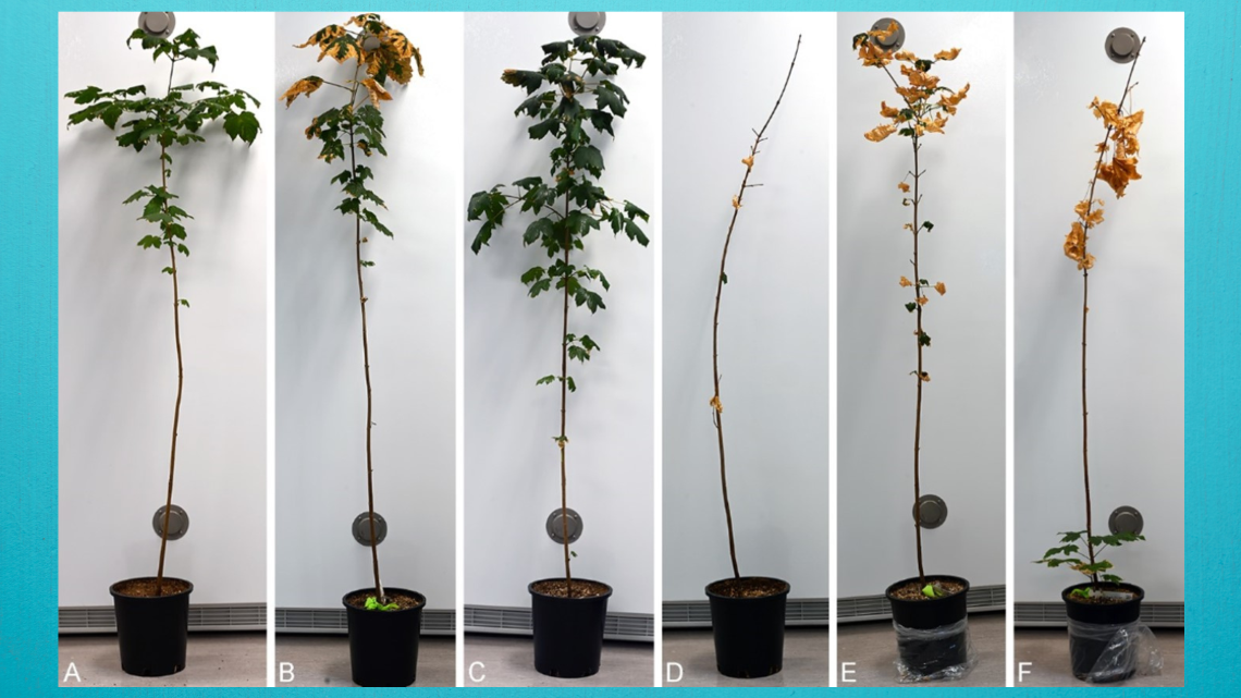 Photos prises à intervalle d’un semis d’érable sain en train de mourir de la maladie de la suie.