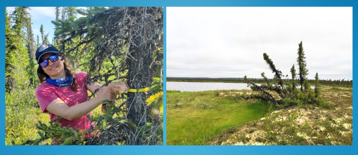 Femme dans une forêt mesurant un tronc d’arbre avec un ruban à mesurer jaune. Paysage montrant un petit bosquet d’arbres qui ont l’air de vouloir tomber.