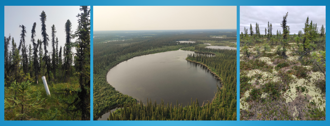 Image composite d’arbres dans une forêt, vue aérienne d’un petit lac entouré d’arbres et de lichen.