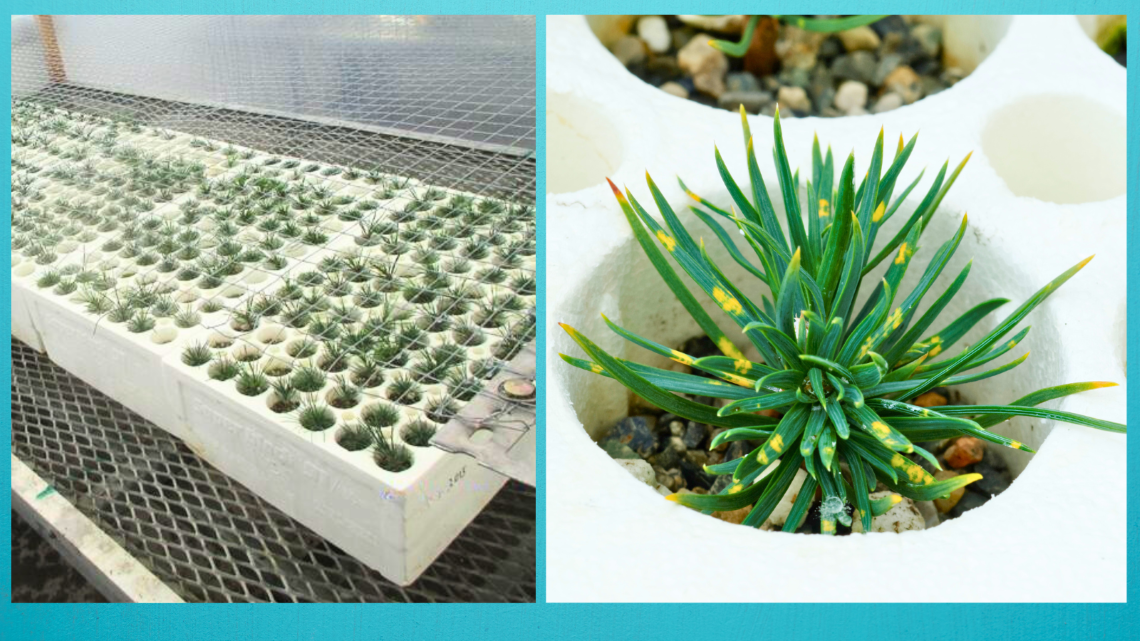 Composite; grand bac de minuscules semis à l’intérieur d’une petite serre. Image en gros plan d’un semis de pin dans un bac, couvert de taches jaunes