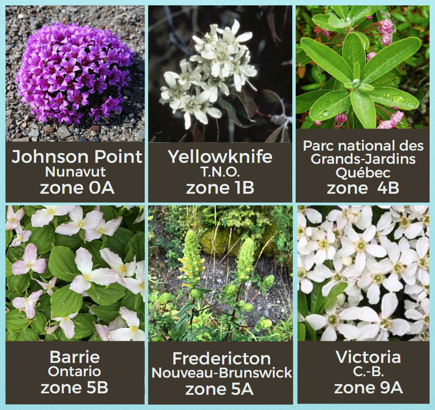 Images : six espèces de plantes identifiées par zone de rusticité. Texte en surimpression : Johnson Point (Nunavut) zone 0A; Victoria (C.-B.) zone 9A; Barrie (Ontario) zone 5B; Parc national des Grands-Jardins (Québec) zone 4B; Edmonton (Alberta) zone 4A; et Fredericton (Nouveau-Brunswick), zone 5A.