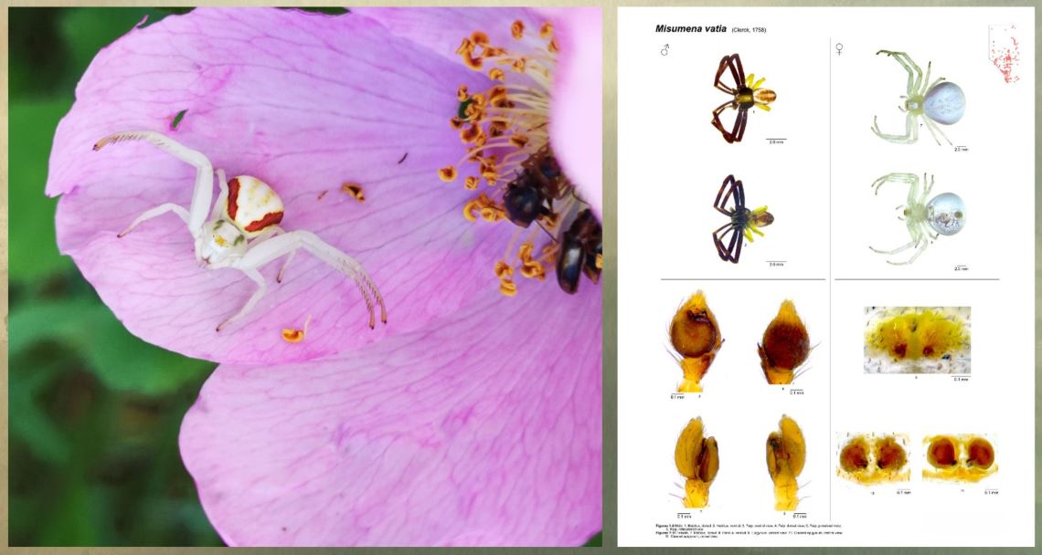 Une araignée de couleur claire, le dos strié de deux raies rouge foncé, est perchée sur le pétale d’une rose sauvage de l’Alberta et d’autres photos d’une araignée de la même espèce illustrant différents détails d’intérêt scientifique pour la collection.