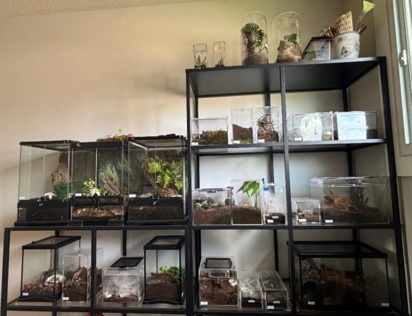 Des étagères en métal où sont posés des terrariums de tailles et de formes différentes contenant des tarentules.