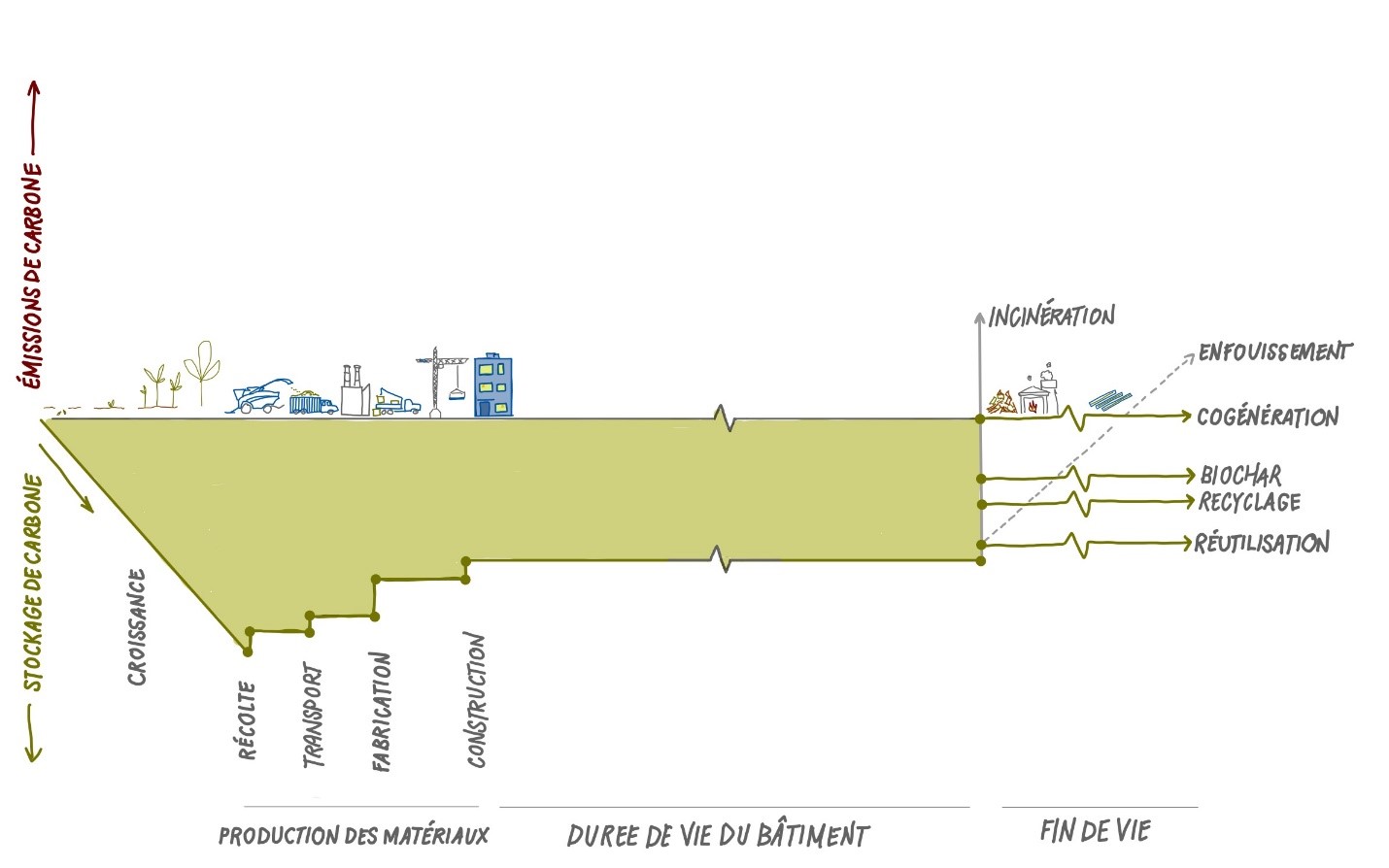 Ce graphique illustre le stockage/les émissions de carbone en ordonnée et le temps en abscisse. Le carbone est stocké pendant la phase de croissance, et de faibles émissions sont observées lors des phases de récolte, de transport, de fabrication et de construction. Le carbone est stocké tout au long de la durée de vie du bâtiment. En fin de vie, plusieurs options sont possibles : incinération, mise en décharge, cogénération, production de biochar, recyclage et réutilisation.

