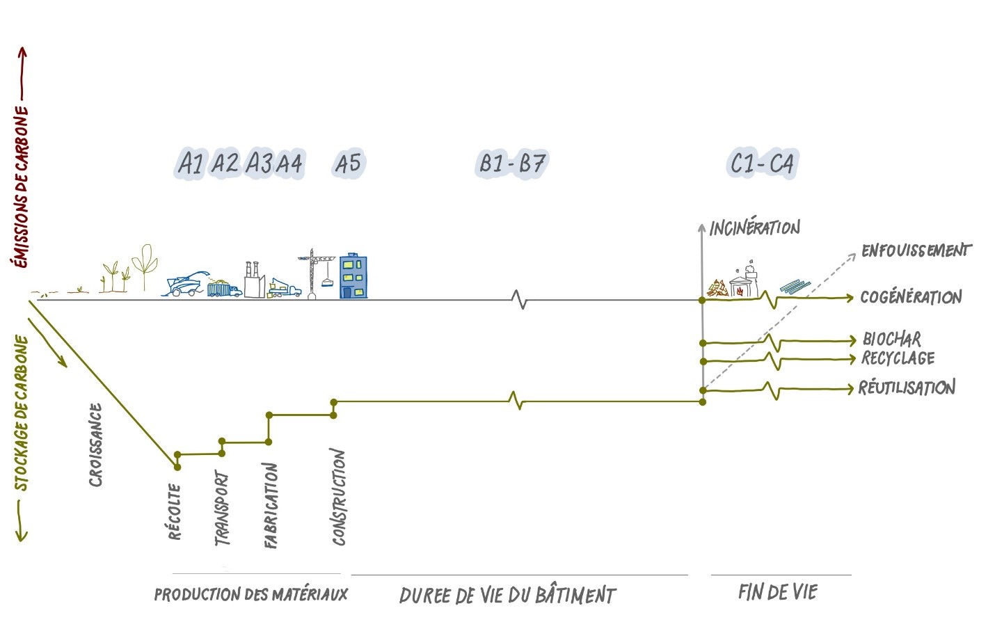 Ce graphique représente le stockage/les émissions de carbone en ordonnée et le temps en abscisse. Le carbone est stocké pendant la phase de croissance, et de faibles émissions sont observées lors des phases de récolte, de transport, de fabrication et de construction. Le carbone est stocké tout au long du cycle de vie du bâtiment. En fin de vie, plusieurs options sont possibles : incinération, mise en décharge, cogénération, valorisation en biochar, recyclage et réutilisation.

L’étiquetage de l’analyse du cycle de vie (ACV) a été ajouté pour indiquer les catégories A1 à A5 (phase des matériaux), B1 à B7 (cycle de vie du bâtiment) et C1 à C4 (fin de vie).