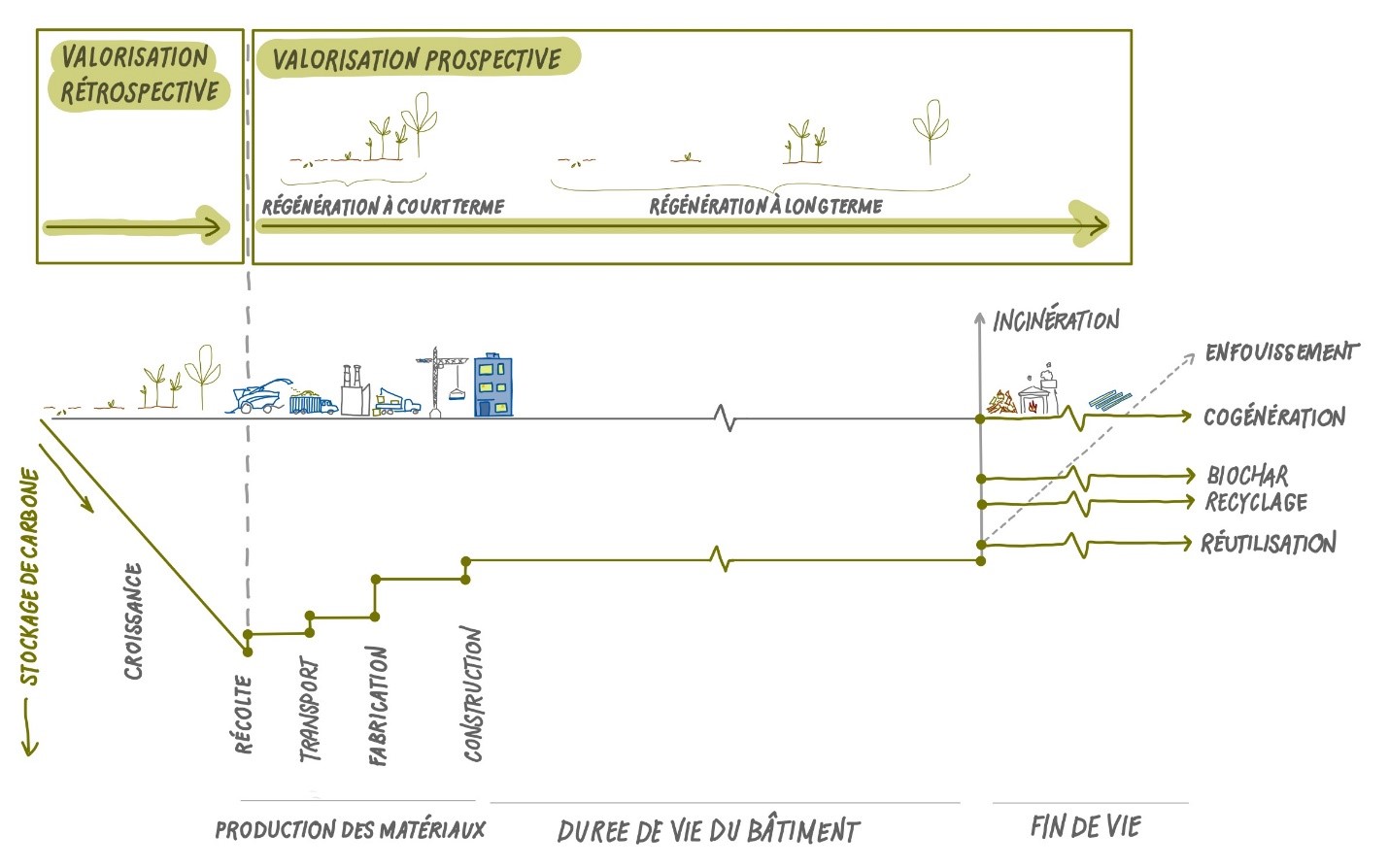 Diagramme illustrant le stockage et l'évolution du carbone tout au long du cycle de vie d'un bâtiment, depuis la phase des matériaux jusqu'à sa fin de vie. Il met en évidence les valorisations rétrospectives et prospectives, avec une régénération à court et à long terme, montrant la diminution du stockage de carbone pendant la récolte, le transport, la fabrication et la construction, suivie des options de libération ou de recyclage du carbone en fin de vie.