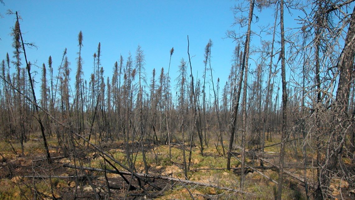 Une forêt incendiée qui présente quelques signes de vie, notamment de la végétation qui recommence à pousser sur le sol forestier