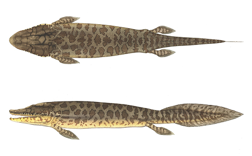 Reconstitution de Tiktaalik roseae, créée par Flick Ford