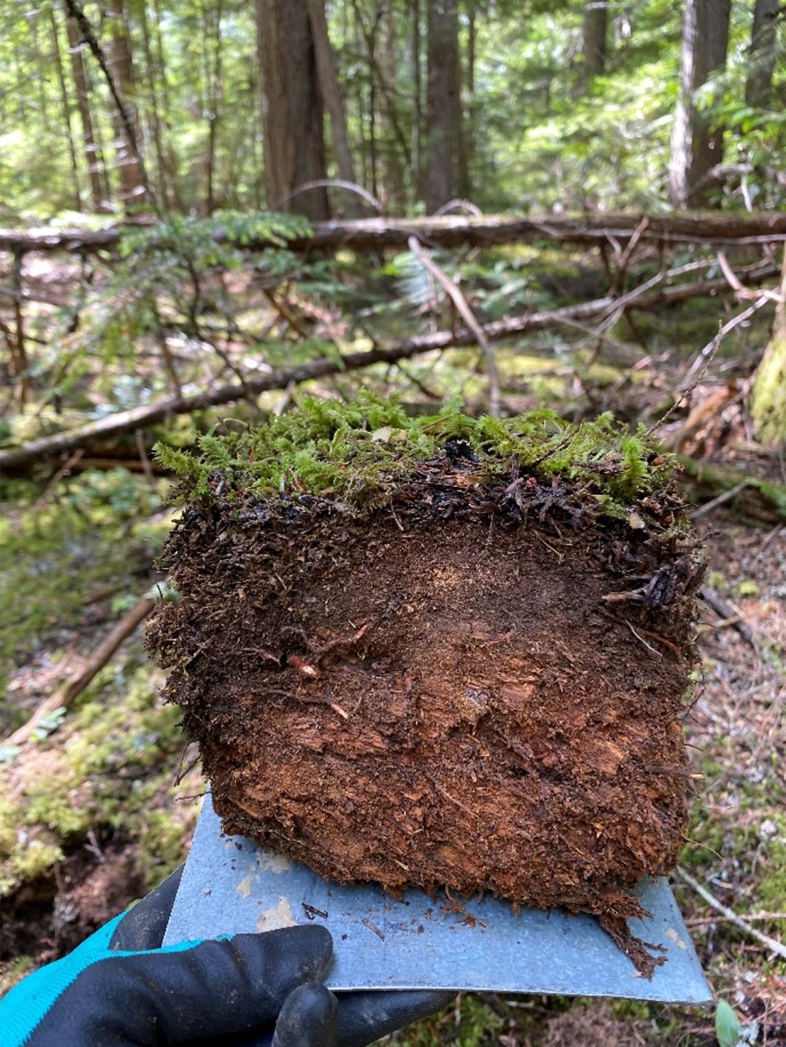 Une main gantée tient un bloc de matières organiques comprimées couvert de mousse qui a été extrait du sol dans une forêt.