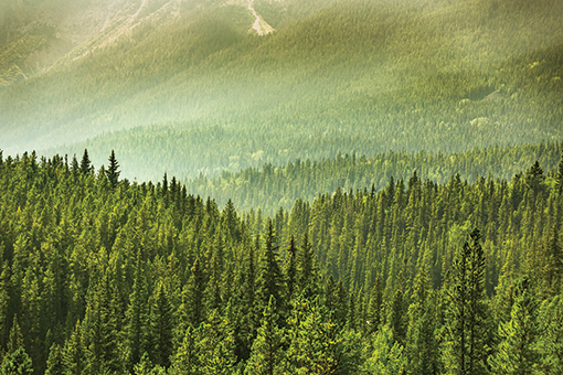 Forestry over time: Interviews with Canadian Forest Service personnel