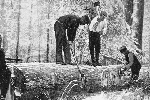 How sustainable forestry evolved from the early 1900s until now