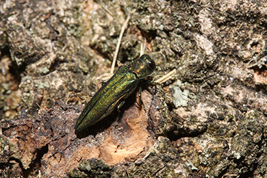 Petit coléoptère vert métallique sur l’écorce d’un arbre.
