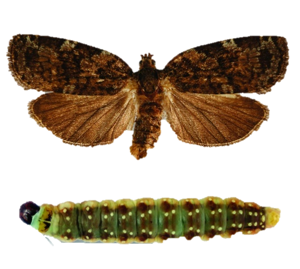 La tordeuse des bourgeons de l’épinette (en haut : papillon adulte; en bas : chenille)