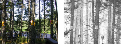 Exemple d’un balayage exécuté à l’aide de la technologie LiDAR terrestre (TLiDAR) dans une forêt de Terre-Neuve.