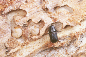 Dendroctone du pin ponderrosa : larves et adulte. Photo : D. Manastirski