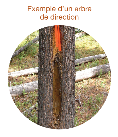Image 3: Section d’écorce d’arbre, à la hauteur de la poitrine, qui a été retirée et annotée.
