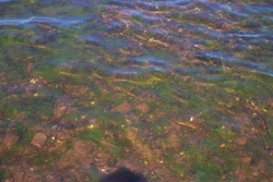 FIGURE 21 : Prolifération de la laitue de mer (Ulva sp.), à Casumpec (Île-du-Prince-Édouard), en 2005.