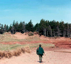 FIGURE 29a : Une circulation excessive de touristes favorise l'érosion d'une dune côtière, à Malpeque (Île-du-Prince-Édouard).