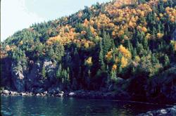 Photo montrant l'écozone du Bouclier boréal - forêt de type épinette-sapin-tremble