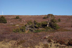 Photo montrant l'écozone du Bouclier boréal - toundra côtière exposée et tuckamore