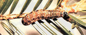 FIGURE 24a : Photographie d’une larve de la tordeuse des bourgeons de l’épinette sur une feuille.