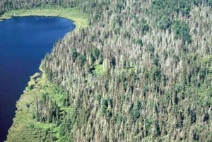 FIGURE 24b : Photographie d’une forêt endommagée par la tordeuse des bourgeons de l’épinette.