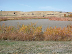 FIGURE 15 : Terres humides des Prairies.