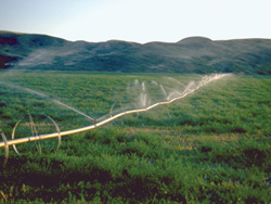 FIGURE 16 : Irrigation dans les Prairies (vallée de la rivière Frenchman, dans le sud-ouest de la Saskatchewan).