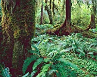 Biodiversité de la forêt tropicale