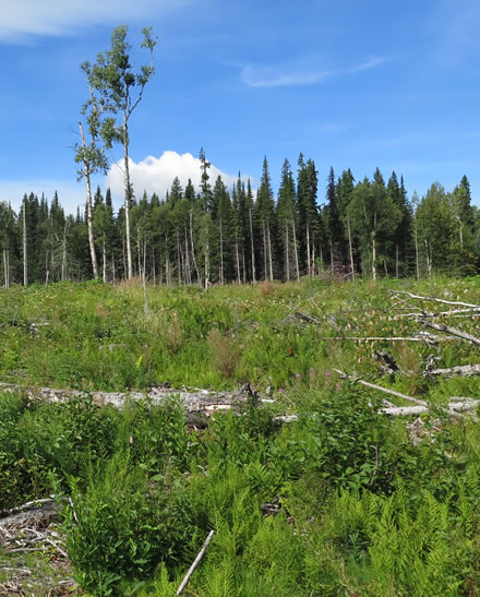 Une zone coupée à blanc dans une région arborée de la forêt expérimentale d’Aleza Lakeavant l’essai d’épandage de cendre de bois.  Photo : Hugues B. Massicotte