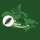 Image d'une carte du Canada superposée d'un encadré où figure un insecte. De ce pictogramme, partent trois flèches pointant chacune une région du Canada.