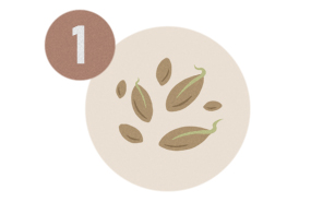 Illustration de semences