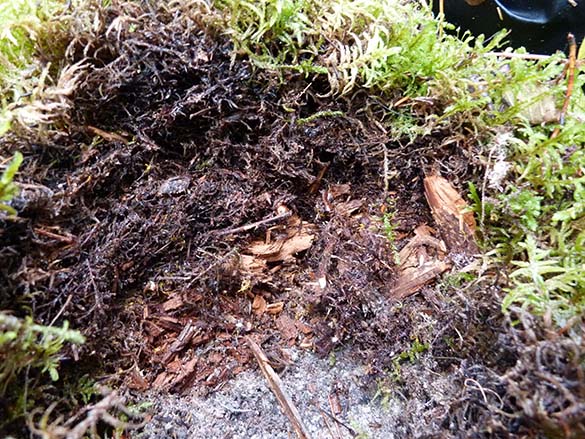 Coupe transversale montrant un sol organique provenant de mousses, dans une forêt d’épinettes noires en hautes terres