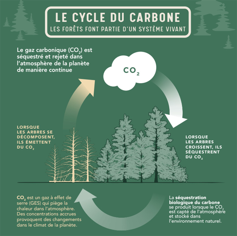 Un diagramme du cycle du carbone expliquant comment le CO2 est séquestré par les arbres, stocké dans l'environnement, puis émis une fois que les arbres se décomposent.