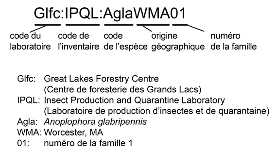 Un exemple détaillé des conventions de codage utilisées au Laboratoires de production d’insectes et de quarantaine, y compris le nom du laboratoire, le code du stock, le code de l’espèce, l’origine géographique de l’espèce et le numéro de famille de l’espèce.