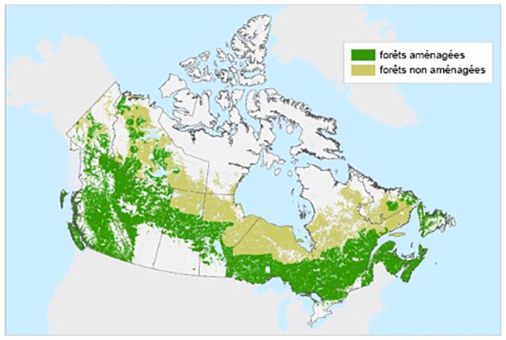 Carte à grande échelle montrant l’étendue de la forêt aménagée du Canada.