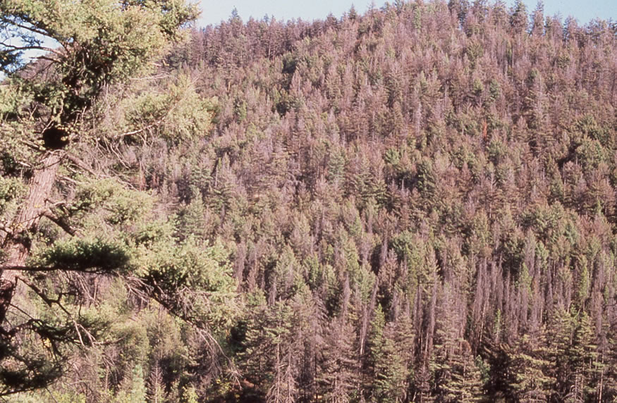 forêt touchée par la tordeuse occidentale de l’épinette