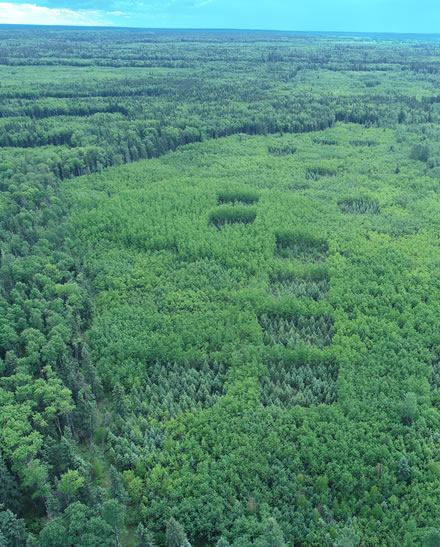 Vue aérienne des parcelles d’essai de Mistik entourées de forêt, 23 ans après l’épandage de la cendre.  Photo : Ken Van Rees