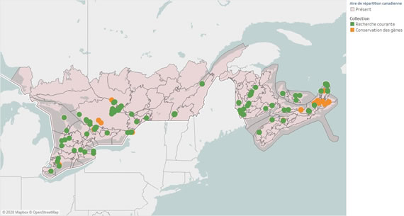 Figure 2 – Carte indiquant les écodistricts canadiens où le frêne blanc est présent en Ontario, au Québec et dans les Maritimes ainsi que les emplacements d’où proviennent les collections de semences du CNSF disponibles pour la recherche (2020).