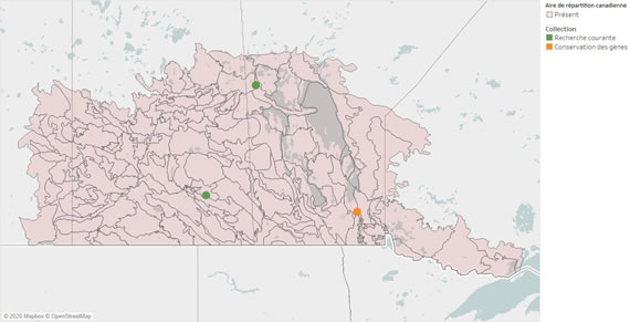 Figure 3 – Carte indiquant les écodistricts canadiens où le frêne vert est présent en Alberta, en Saskatchewan, au Manitoba et dans le nord-ouest de l’Ontario ainsi que les emplacements d’où proviennent les collections de semences du CNSF disponibles pour la recherche (2020).