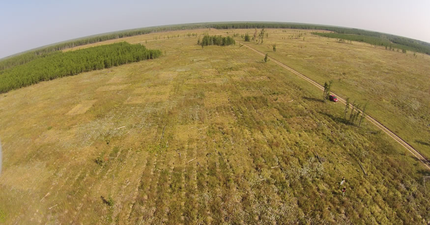 Vue aérienne du site d’essai d’épandage de cendre de bois de Pineland ayant subi une coupe à blanc. Photo : John Markham