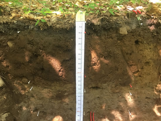 Image d’un pédon creusé sur le site d’essai de cendres de bois du lac Porridge. La règle dans le pédon indique une profondeur d’environ 120 cm.