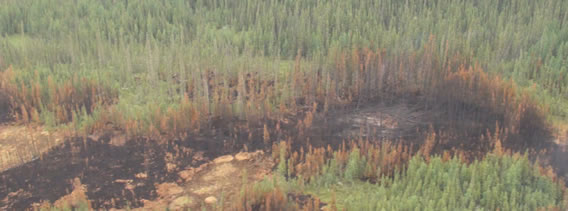 Brûlage préférentiel dans les tourbières et dans les peuplements résineux sur basses terres comparativement aux peuplements mélangés sur hautes terres. Parc national du Canada Wood Buffalo, juin 2012
