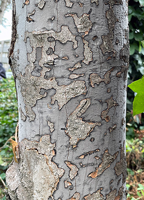 Le tronc d’un arbre dont l’écorce expose les signes de maladie