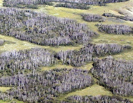 Photo montrant des peuplements de peupliers faux-tremble morts résultant de la grave sécheresse survenue dans l’Ouest canadien en 2001-2002, causant une mortalité d’arbres généralisée.