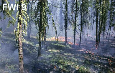 Peuplement résineux dont les flammes sont limitées au parterre forestier. Une légère fumée grise émane des flammes. 