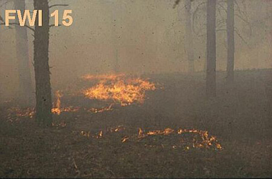 Peuplement résineux avec des feux disséminés et des traces de flammes visibles sur le parterre forestier. L’environnement se distingue par une fumée épaisse.