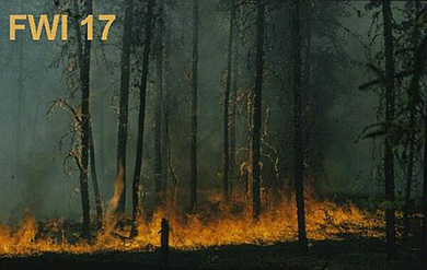 Peuplement résineux dont le parterre forestier est enflammé et les flammes grimpent sur les troncs des arbres. Une épaisse fumée noire est visible.