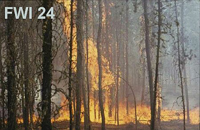 Peuplement résineux embrasé, dont les flammes s’élèvent jusqu’à plusieurs mètres au-dessus du parterre forestier en passant par les troncs.